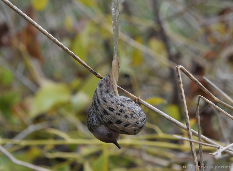 Accoppiamento di Limax maximus in terra pisana